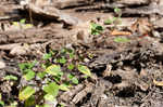 Hairy crabweed <BR>Clammyweed